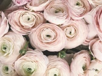 Soft Pink Ranunculus | Obraz na stenu