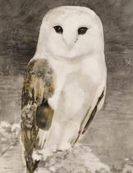 Snowy Owl 1 | Obraz na stenu