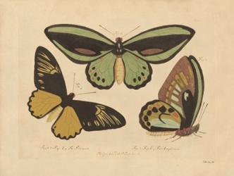 Vintage Butterflies 3 | Obraz na stenu