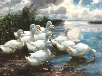 Ducks by the Lake 1 | Obraz na stenu