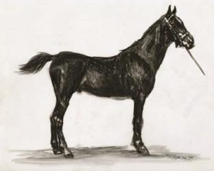 Horse Study 3 | Obraz na stenu