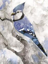 Blue Jay 2 | Obraz na stenu