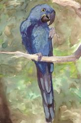 Blue Parrot 2 | Obraz na stenu
