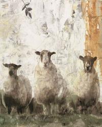 Three Sheep | Obraz na stenu