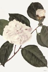 White Botanical I | Obraz na stenu