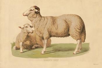 Domestic Sheep | Obraz na stenu