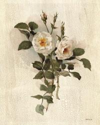 White Roses | Obraz na stenu