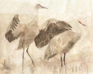 Sandhill Cranes 2 | Obraz na stenu