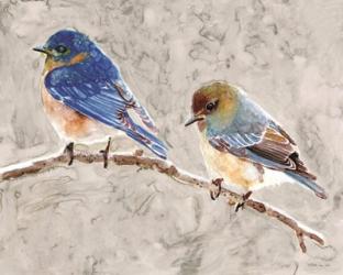 Eastern Bluebirds 1 | Obraz na stenu