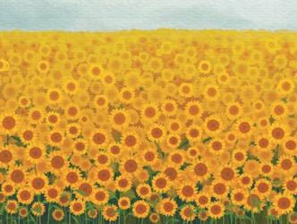 Field of Sunflowers | Obraz na stenu