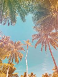 Palms in Paradise | Obraz na stenu