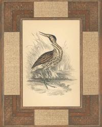 Marshland Bittern | Obraz na stenu