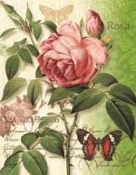 Rose Splendor II | Obraz na stenu