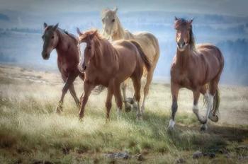 Morning Stroll | Obraz na stenu