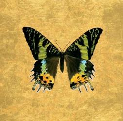 Butterfly on Gold | Obraz na stenu