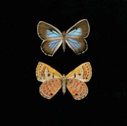 Pair of Butterflies on Black | Obraz na stenu