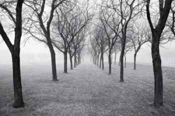 Tunnel of Trees | Obraz na stenu