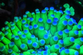 Fluorescing Wnderwater Macro Images | Obraz na stenu