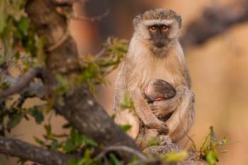 Vervet monkey and infant, Okavango Delta, Botswana | Obraz na stenu