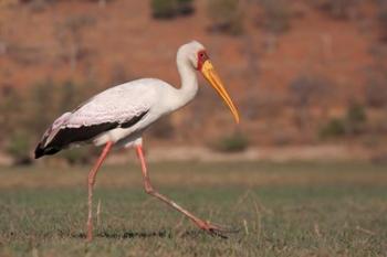 Saddle-billed Stork, Chobe National Park, Botswana | Obraz na stenu