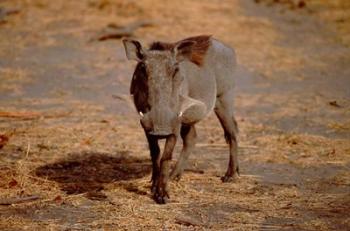 Botswana, Chobe NP, Linyanti, Warthog | Obraz na stenu