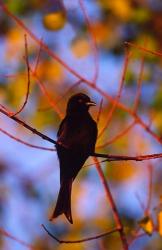 Fork-Tailed Drongo, Botswana | Obraz na stenu