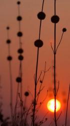 Okavango Delta, Botswana Africa Thistles At Sunset | Obraz na stenu