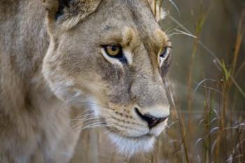 Okavango Delta, Botswana Close-Up Of A Female Lion | Obraz na stenu