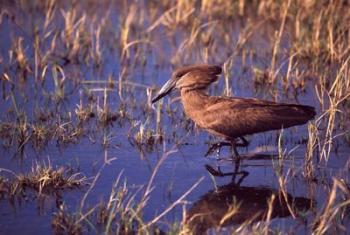 Hamerkop, Okavango Delta, Botswana | Obraz na stenu