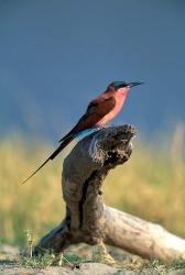 Botswana, Chobe NP, Carmine Bee Eater bird, Chobe River | Obraz na stenu