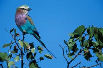 Lilac-Breasted Roller in Savuti Marsh, Chobe National Park, Botswana | Obraz na stenu