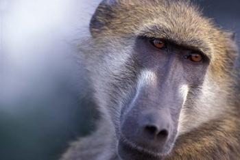 Chacma Baboon, Chobe River, Chobe National Park, Botswana | Obraz na stenu