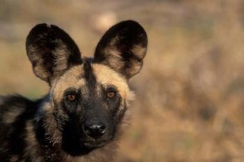 Botswana, Chobe NP, African Wild Dog, Savuti Marsh | Obraz na stenu