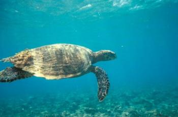 Hawksbill Turtle, Mayotte Island, Comoros, Africa | Obraz na stenu