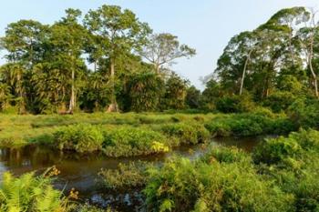 Lango Bai Odzala-Kokoua National Park Congo | Obraz na stenu