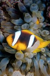 Twobar anemonefish, Bubble Tip Anemone, Egypt | Obraz na stenu