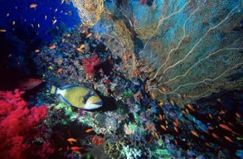 Titan triggerfish, Scalefin Anthias, Coral, Red Sea, Egypt | Obraz na stenu