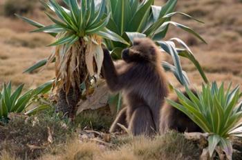 Gelada Baboons With Giant Lobelia, Simen National Park, Northern Ethiopia | Obraz na stenu