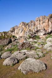 Everlasting Flowers, Helichrysum, Denka valley, Bale Mountains, Ethiopia | Obraz na stenu