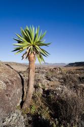 Giant Loebelia, Bale Mountains, Ethiopia | Obraz na stenu