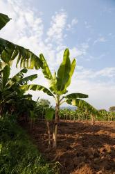 Banana Agriculture, Rift Valley, Ethiopia | Obraz na stenu