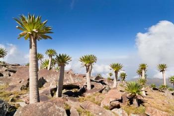 Ethiopian Giant Lobelia, Simien Mountains, Ethiopia | Obraz na stenu