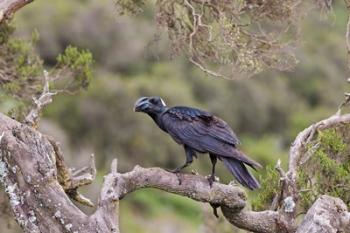 Thick-billed raven bird in the highlands of Ethiopia | Obraz na stenu