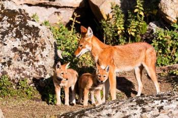 Ethiopian Wolf with cubs, Bale Mountains Park, Ethiopia | Obraz na stenu