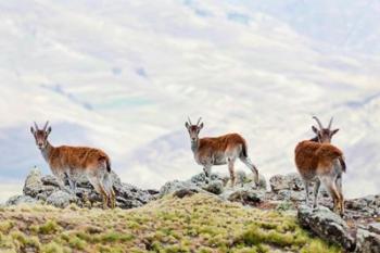 Walia Ibex, Ethiopia | Obraz na stenu