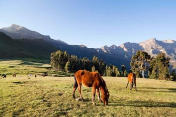 Horse herd grazing, Arkwasiye, Highlands of Ethiopia | Obraz na stenu