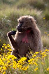 Gelada Baboon primate, Ethiopia | Obraz na stenu