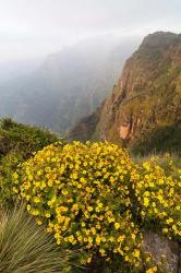 Yellow flowers, Semien Mountains National Park, Ethiopia | Obraz na stenu