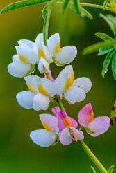 Wildflower Bale Mountains National Park Ethiopia | Obraz na stenu