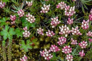 Helichrysum Meyeri-Johannis Bale Mountains National Park Ethiopia | Obraz na stenu